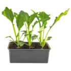 Aktuelles Kohlrabi 'Delikatesse' Angebot bei OBI in Stuttgart ab 2,49 €