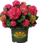 Garten-Hortensie im Angebot bei Globus-Baumarkt in Neuwied Garten-Hortensie Angebote bei Globus-Baumarkt Neuwied für 14,99 €