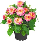 Penny - Dahlie Angebot im Prospekt Dahlie bei Penny im Prospekt "" für 4,49 €