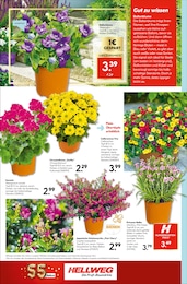 Blumenampel Angebot im aktuellen Hellweg Prospekt auf Seite 18
