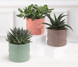 Promo MIXTE SUCCULENTES à 6,99 € dans le catalogue Super U à Briey