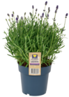 Lavendel Angebote von EDEKA Herzstücke bei EDEKA Buxtehude für 4,99 €