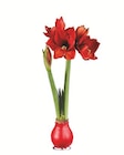 Amaryllis im Wachsfuß von  im aktuellen Lidl Prospekt für 3,99 €