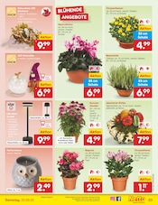 Aktueller Netto Marken-Discount Prospekt mit Blumen, "Aktuelle Angebote", Seite 25