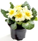 Primeln im aktuellen Thomas Philipps Prospekt