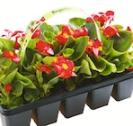 10 Sommerblumen bei Wreesmann im Prospekt "" für 2,29 €