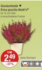 Glockenheide Erica gracilis Heidi’s für 2,49 € bei V-Markt im Angebot Glockenheide Erica gracilis Heidi’s im aktuellen V-Markt Prospekt