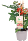 Gourmetgemüse-Pflanzen "Pick and Joy" von GROW by OBI für 10,99 € bei OBI im Angebot Gourmetgemüse-Pflanzen "Pick and Joy" von GROW by OBI im aktuellen OBI Prospekt