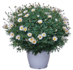 Marguerite 'Crazy Daisy' bei Raiffeisenmarkt im Prospekt "" für 17,99 €
