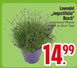 Lavendel 'angustifolia' Busch Angebote bei EDEKA Friedrichshafen für 14,99 €