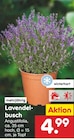 Aktuelle Blumen Angebote bei Netto Marken-Discount in Remscheid Aktuelles Lavendelbusch Angebot bei Netto Marken-Discount in Remscheid ab 4,99 €