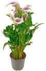 Aktuelle Pflanzen Angebote bei REWE in Hildesheim Aktuelles Calla Angebot bei REWE in Hildesheim ab 5,00 €