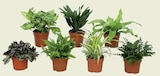 Plante verte pot 12 cm en promo à 4,99 € chez Netto Plante verte pot 12 cm dans le catalogue Netto
