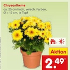 Aktuelle Blumen Angebote bei Netto Marken-Discount in Augsburg Aktuelles Chrysantheme Angebot bei Netto Marken-Discount in Augsburg ab 2,49 €