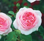Rosier buisson - Delbard Rosier buisson à 14,99 € dans le catalogue Delbard