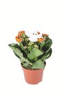 Kalanchoe Halloween Angebote bei Lidl Lingen für 1,99 €
