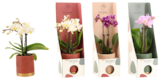 Mini Orchidée 2 Branches + Boîte Cadeau en promo chez Auchan Hypermarché Troyes à 12,99 €