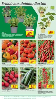 Pflanzen im toom Baumarkt Prospekt "Respekt, wer's selber macht." mit 28 Seiten (Bremen)