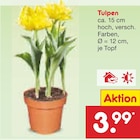 Tulpen Angebote bei Netto Marken-Discount Straubing für 3,99 €