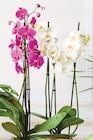 ORCHIDÉE 3 TIGES en promo chez Super U Caen à 9,99 €