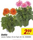 toom Baumarkt Blankenhagen - Dahlie Angebot im Prospekt Dahlie bei toom Baumarkt im Blankenhagen Prospekt für 2,99 €