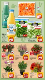 Ähnliche Saatgut Angebote im Prospekt "Dein Markt" von REWE in Menden Ähnliche Angebote wie Saatgut im Prospekt "Dein Markt" auf Seite 7 von REWE in Menden