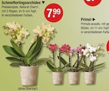 Schmetterlingsorchidee von  im aktuellen V-Markt Prospekt für 7,99 €