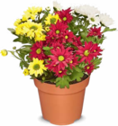 dreifarbige Chrysantheme Angebote bei Netto Marken-Discount Mühlhausen für 2,29 €