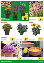 Chrysanthemen Angebot im aktuellen Hagebaumarkt Prospekt auf Seite 2