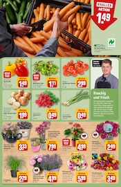 Kakteen im REWE Prospekt in Köln Aktueller REWE Prospekt mit Kakteen, "Dein Markt", Seite 9