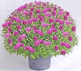 Thomas Philipps Ritschenhausen - Kugelchrysanthemen Angebot im Prospekt Kugelchrysanthemen bei Thomas Philipps im Ritschenhausen Prospekt für 4,44 €