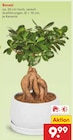 Bonsai im Angebot bei Netto Marken-Discount in Recklinghausen Bonsai Angebote bei Netto Marken-Discount Recklinghausen für 9,99 €