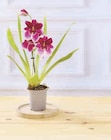 Orchidée 1 tige - Super U à Besançon Orchidée 1 tige en promo chez Super U Besançon à 5,99 €