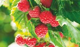 Jardineries du terroir Saint-Julien-en-Genevois - Promo Framboisiers INVIVO Nous on sème Promo Framboisiers INVIVO Nous on sème à 5,00 € dans le catalogue Jardineries du terroir à Saint-Julien-en-Genevois