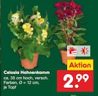 Aktuelles Celosia Hahnenkamm Angebot bei Netto Marken-Discount in Cottbus ab 2,99 €