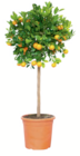 Aktuelles Zitrus-Stämmchen Angebot bei toom Baumarkt in Hannover ab 79,99 €