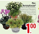 Calluna Knospenblüher im EDEKA Prospekt Calluna Knospenblüher im aktuellen EDEKA Prospekt für 1,00 €