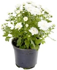 Chrysantheme Patio Mum bei Thomas Philipps im Itzehoe Prospekt für 1,29 €