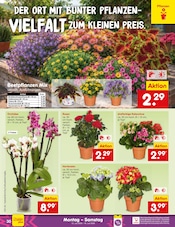 Ähnliche Stiefmütterchen Angebote im Prospekt "Aktuelle Angebote" von Netto Marken-Discount in Ahaus Ähnliche Angebote wie Stiefmütterchen im Prospekt "Aktuelle Angebote" auf Seite 40 von Netto Marken-Discount in Ahaus