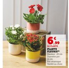 Plante fleurie - U Express à Bordeaux Plante fleurie en promo chez U Express Bordeaux à 6,99 €