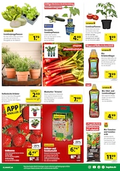 Aktueller Hagebaumarkt Prospekt mit Obst, "FREU DICH AUF DRAUSSEN", Seite 3