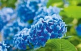 Bauern-Hortensie Angebote bei BayWa Bau- und Gartenmärkte Ansbach für 12,99 €
