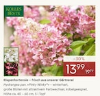 Rispenhortensie im Angebot bei Pflanzen Kölle in Fürth Rispenhortensie Angebote von KÖLLES BESTE bei Pflanzen Kölle Fürth für 13,99 €