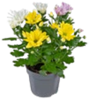 Chrysanthemen im Angebot bei Kaufland in Ulm Chrysanthemen Angebote bei Kaufland Ulm für 2,49 €