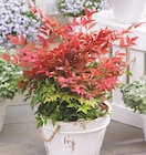 Nandina domestica en promo chez Intermarché Nandina domestica dans le catalogue Intermarché