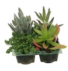 Plantes succulentes en promo chez Truffaut Plantes succulentes dans le catalogue Truffaut