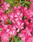 Oleander für 21,99 € bei toom Baumarkt im Angebot Oleander im aktuellen toom Baumarkt Prospekt