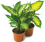 Dieffenbachia im aktuellen Netto mit dem Scottie Prospekt