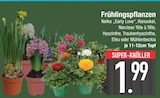 Frühlingspflanzen von  im aktuellen EDEKA Prospekt für 1,99 €