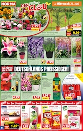 Norma Pfanne im Prospekt Norma Pfanne im Prospekt